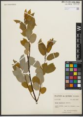 Foto von Salix pyrifolia Andersson
